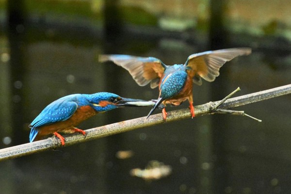vogel13-2 cropped.jpg